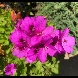 Meet your Posher, Julia